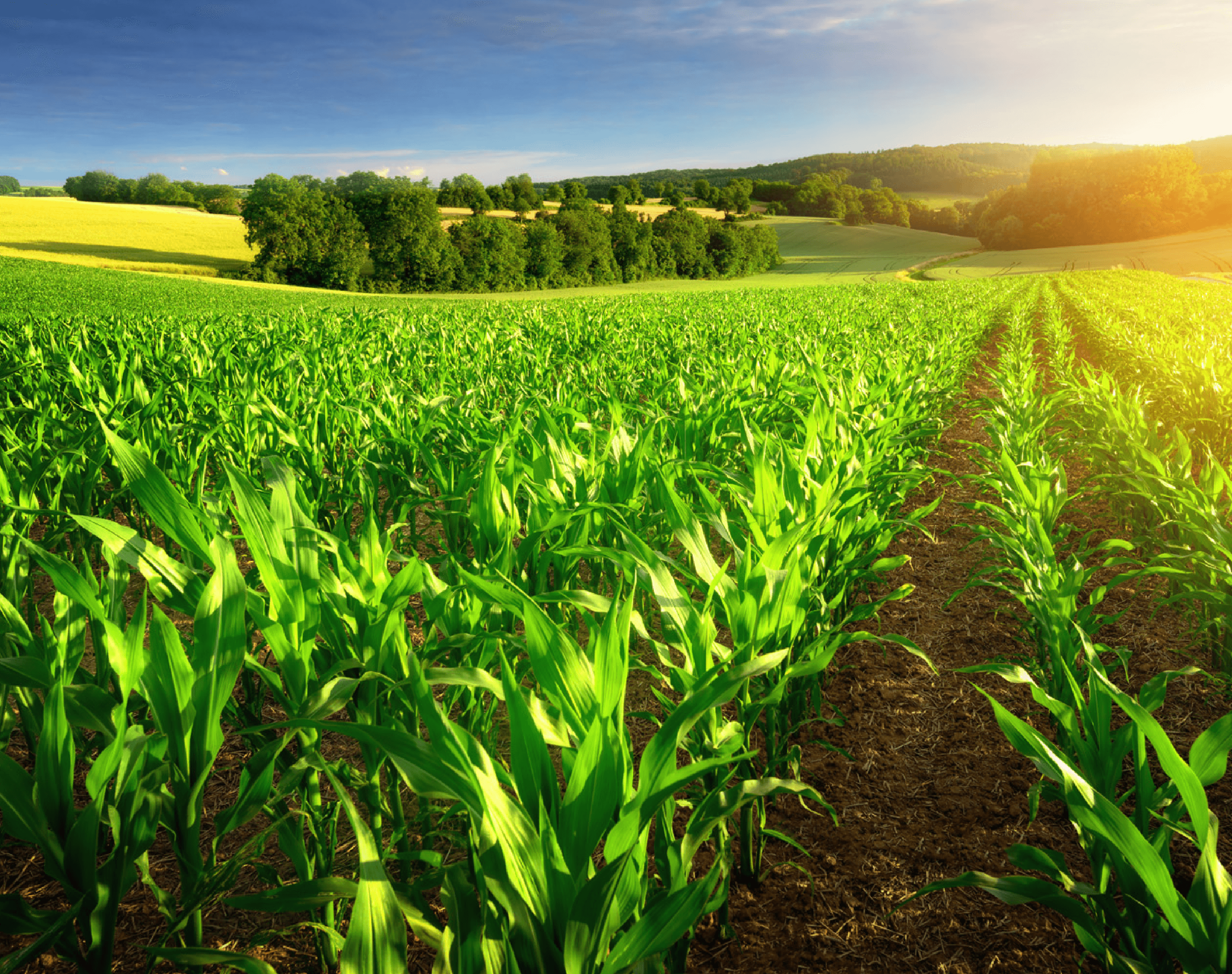 Organic farming